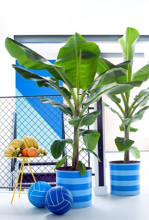 Vastu Plants for Home-. Banana Tree