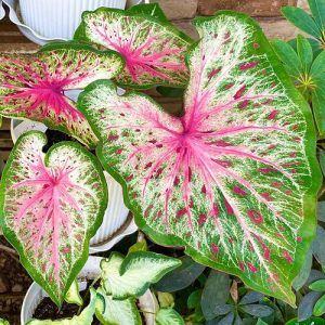 96 Most Beautiful Types of Caladiums | Best Caladium Varieties