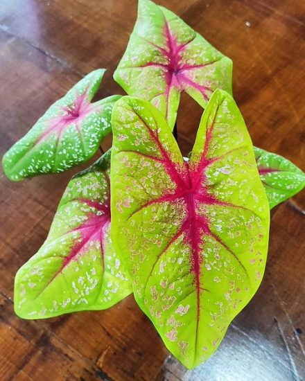 96 Most Beautiful Types of Caladiums | Best Caladium Varieties