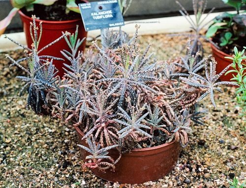 Succulents that Grow like a Weed