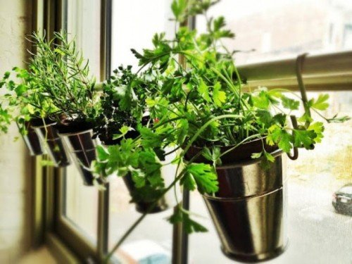 DIY Herb Garden 5