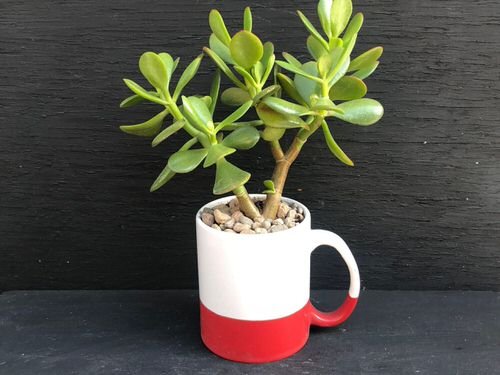 Succulents you can Grow in Teacups and Coffee Mugs