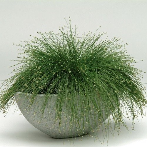 Best Ornamental Indoor Grass