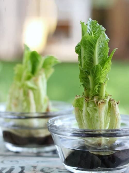 Ways to Grow Lettuce Indoors 6
