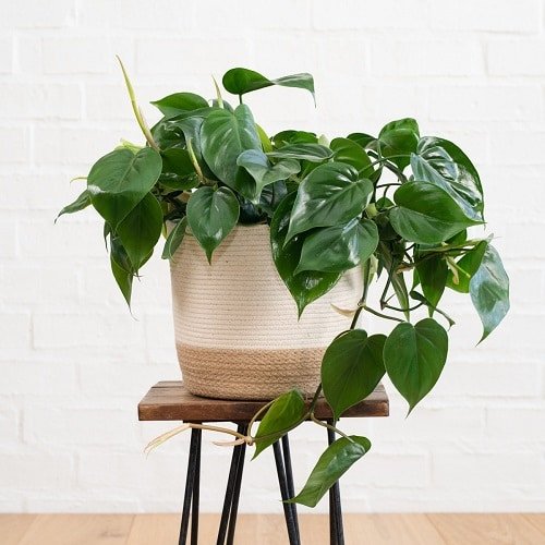 Easy to Grow Philodendrons