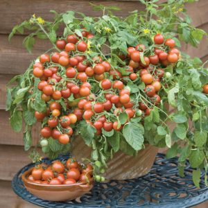 How to Make A Delicious Soup Garden in Containers