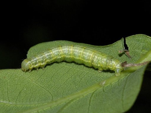 Types of Green Caterpillars