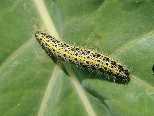 Types of Green Caterpillars 10