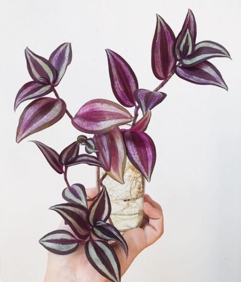 31 Popular Indoor Plants You Can Grow In Vases