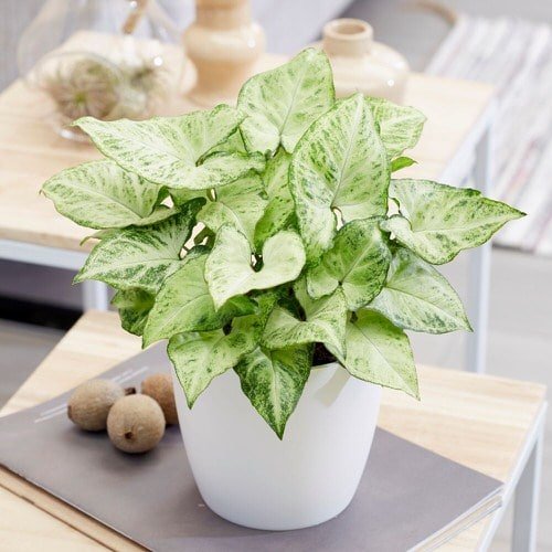 Houseplants that Grow In Dry Air 5