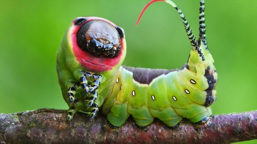 Types of Green Caterpillars 11
