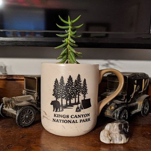 Coffee Mug Planter Ideas 6