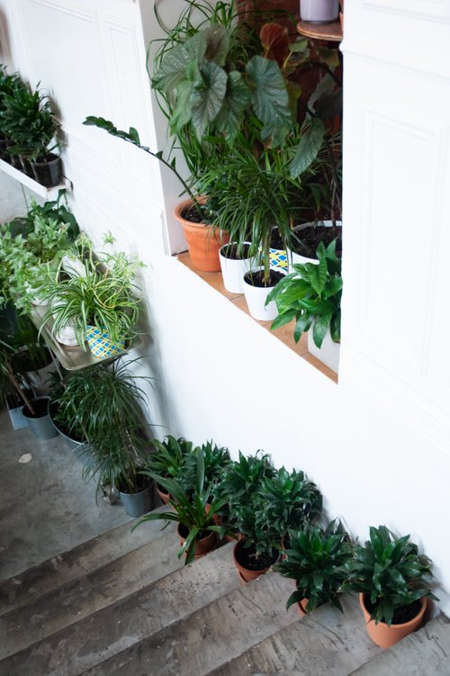 Indoor Garden on the Staircase 24