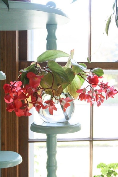 Popular Indoor Plants You Can Grow In Vases 6