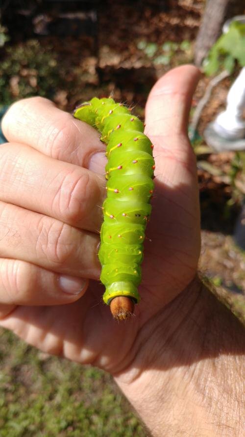 Types of Green Caterpillars 12