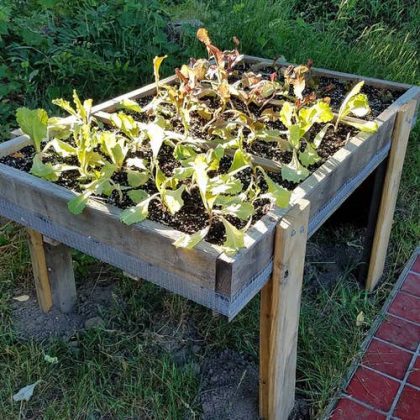 20 DIY Salad Table Ideas For Fresh Veggies | Balcony Garden Web