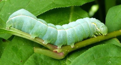 Types of Green Caterpillars 13
