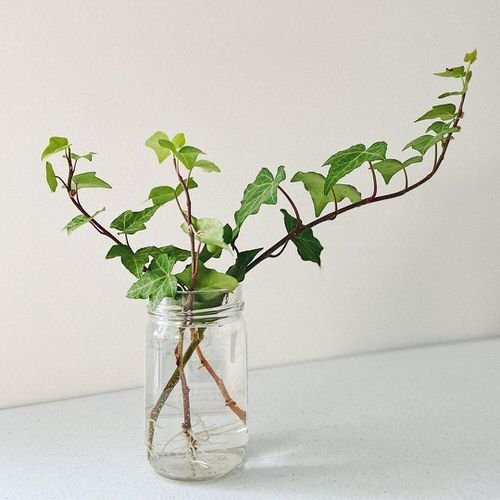 Popular Indoor Plants You Can Grow In Vases 7