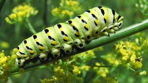 Types of Green Caterpillars 15