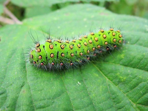 Types of Green Caterpillars 16