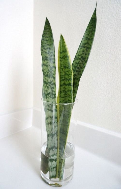Popular Indoor Plants You Can Grow In Vases 8