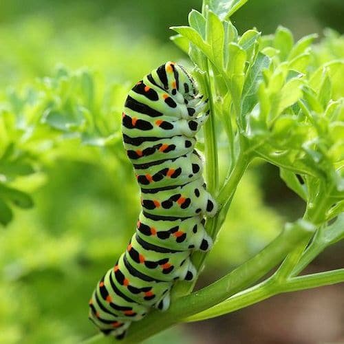 Types of Green Caterpillars 17