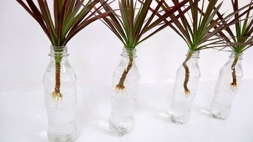 Plantas de interior populares que puedes cultivar en jarrones 9