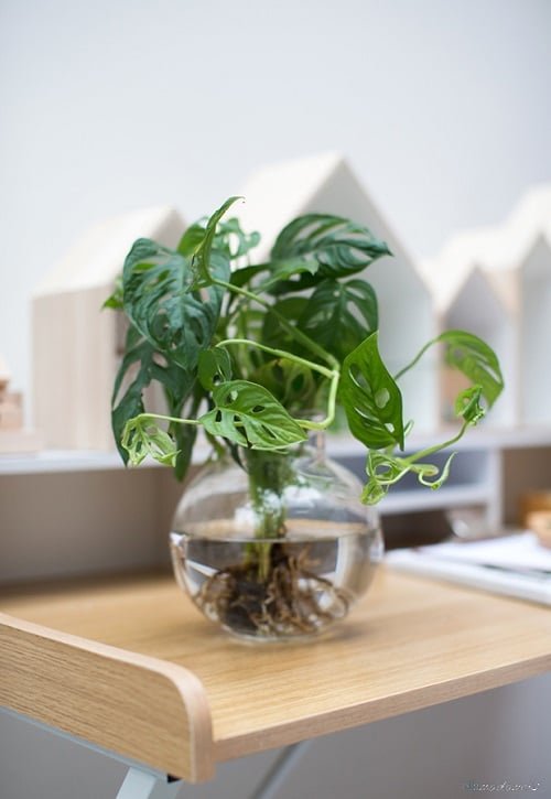 Vase-Growing Indoor Plants2