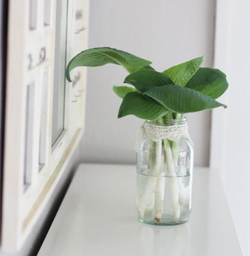 Indoor Plants You Can Grow In Vases1