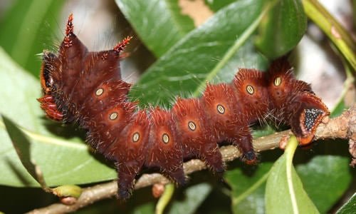 Types of Green Caterpillars 2