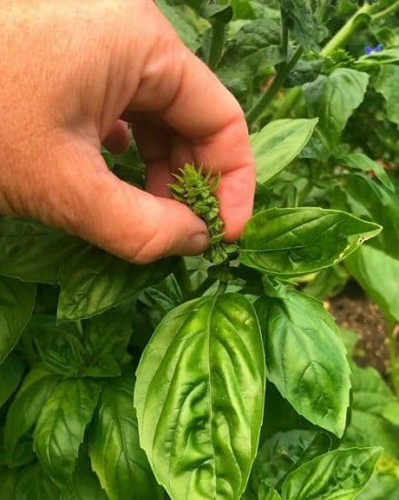 How to Make Basil Bushier and Bigger: 6 Tricks | Balcony Garden Web