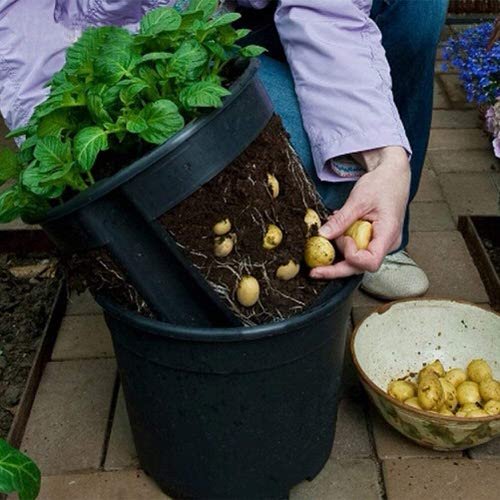 How to Make A Delicious Soup Garden in Containers 2
