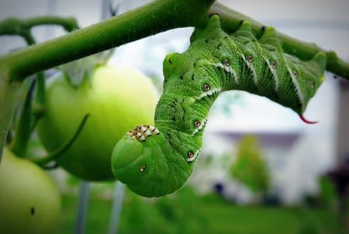 Types of Green Caterpillars 19