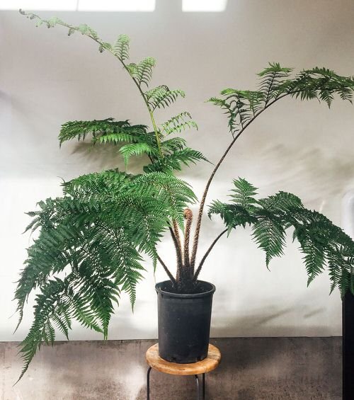 Trees You Can Grow Indoors 11