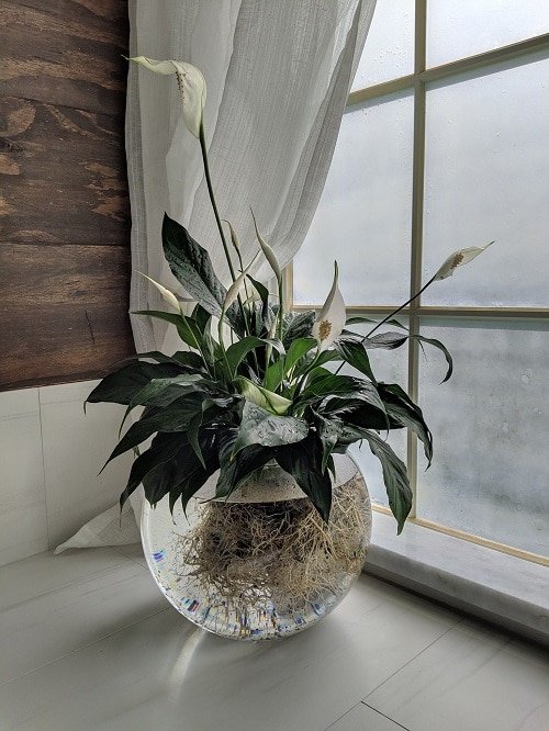 Popular Indoor Plants You Can Grow In Vases 11
