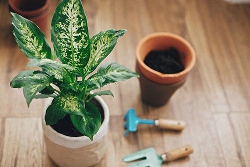 Indoor Plants you can Grow from Cuttings 13