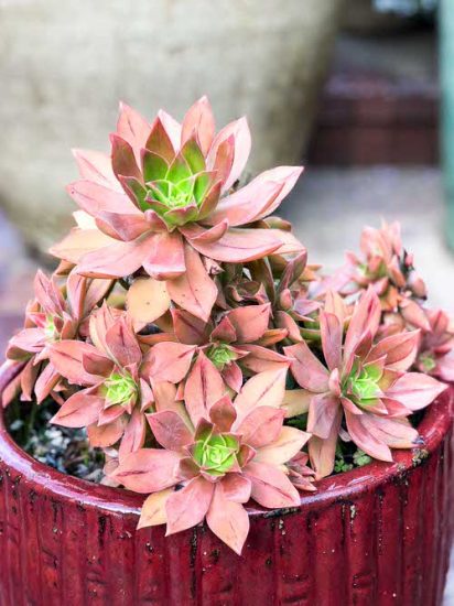 25 Best Pink Succulents That Are Most Beautiful | Balcony Garden Web