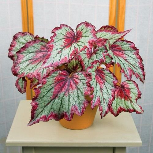 Best Pink Begonia Varieties 19
