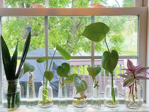 Indoor Plant Propagation Station Ideas 2