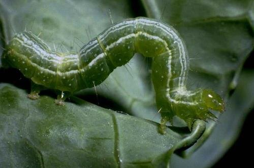 Types of Green Caterpillars 4