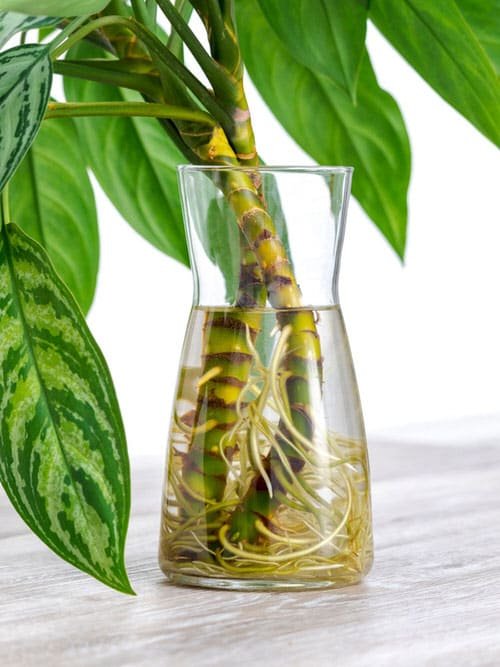 Indoor Plants You Can Grow In Vases2
