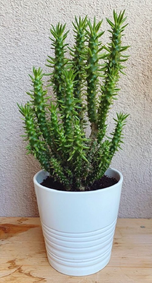 Best Tall Cactus Plants 3