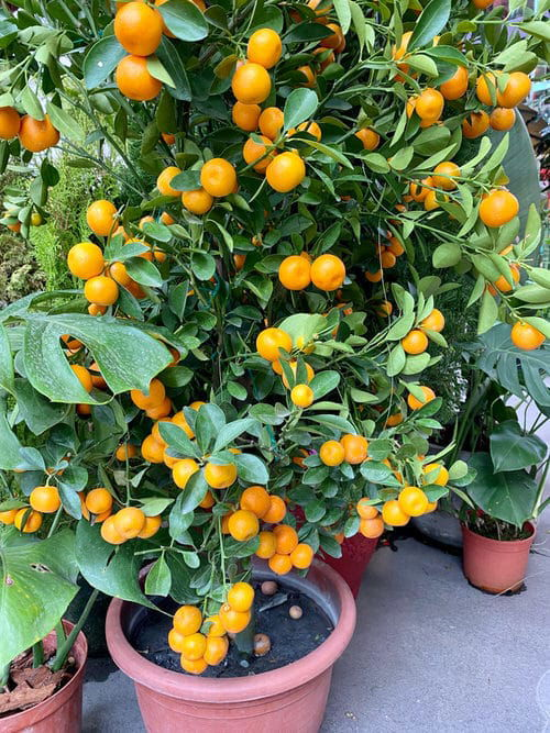 top best Flowers with an Orange and Lemon Scent
