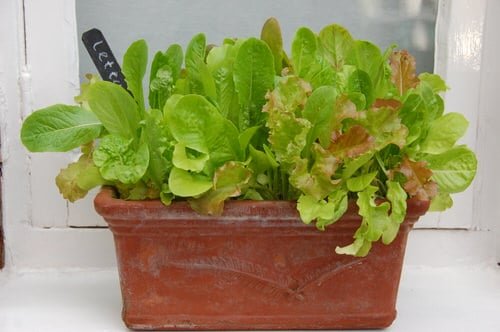 Ways to Grow Lettuce Indoors 3