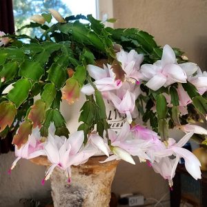 6 Beautiful Holiday Cactus Types To Grow Indoors