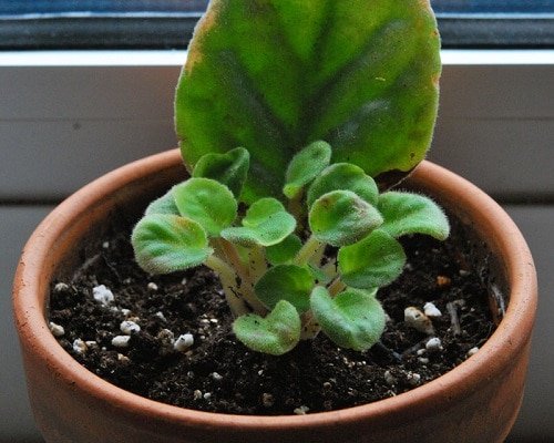 Indoor Plants you can Grow from Cuttings 3