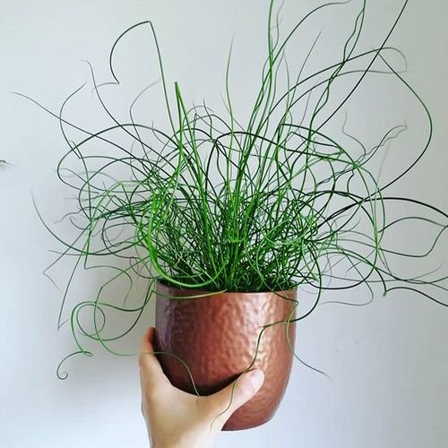 Best Ornamental Indoor Grass 3