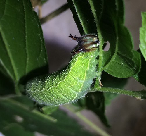 Types of Green Caterpillars 5
