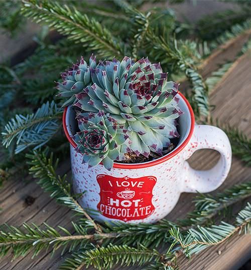 Succulents you can Grow in Teacups and Coffee Mugs 3