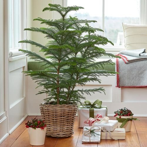 Trees You Can Grow Indoors 3